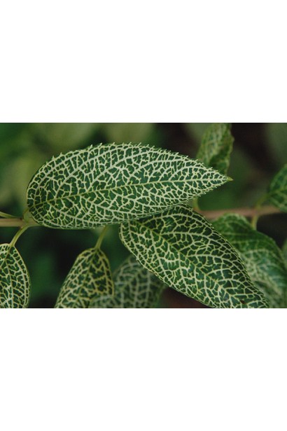 Посадка форзиції Кумсон